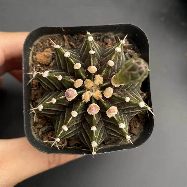 Gymnocalycium hybrid 'Rib Peony', 3-4cm