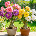 Desert Rose Mixed Colors, 20 Seeds