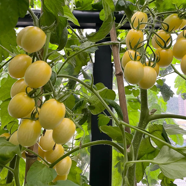 'White Princess F1' Tomato Seeds, 6 Seeds