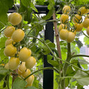 'White Princess F1' Tomato Seeds, 6 Seeds