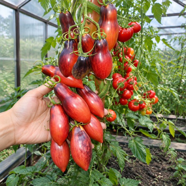 147 Dwarf Antho Pink Panther Tomato, 5 Seeds