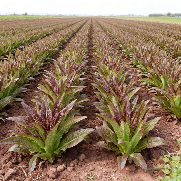 Jiemei Red Leaf Lettuce, 2000 Seeds