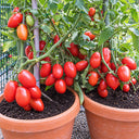 381 Window Dwarf Tomato, 5 Seeds