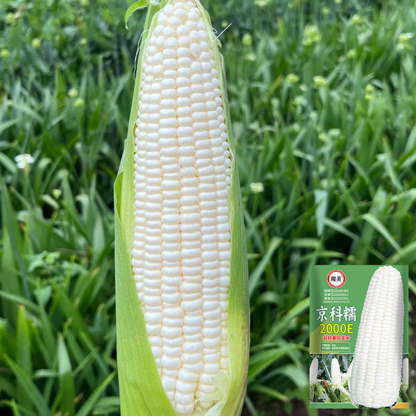 Jingkenuo 2000E Corn Seeds, 20g