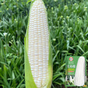 Jingkenuo 2000E Corn Seeds, 20g