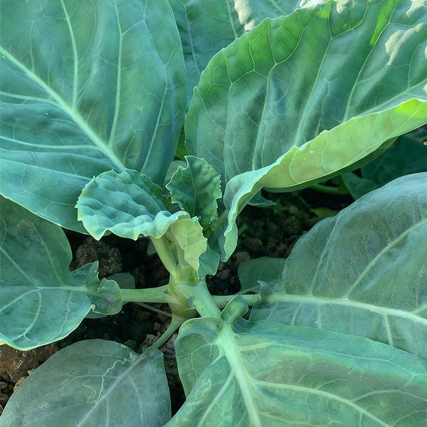 Sweet-Crispy 'Zhouye' Chinese Kale Seeds, 10g