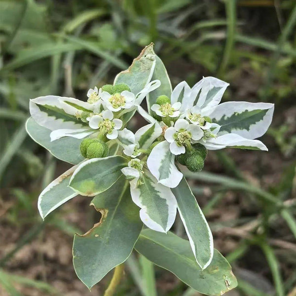 Snow-on-the-Mountain, 100 Seeds