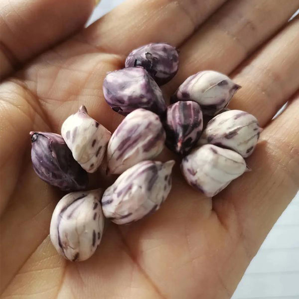 Rainbow Peanut, 20 Seeds