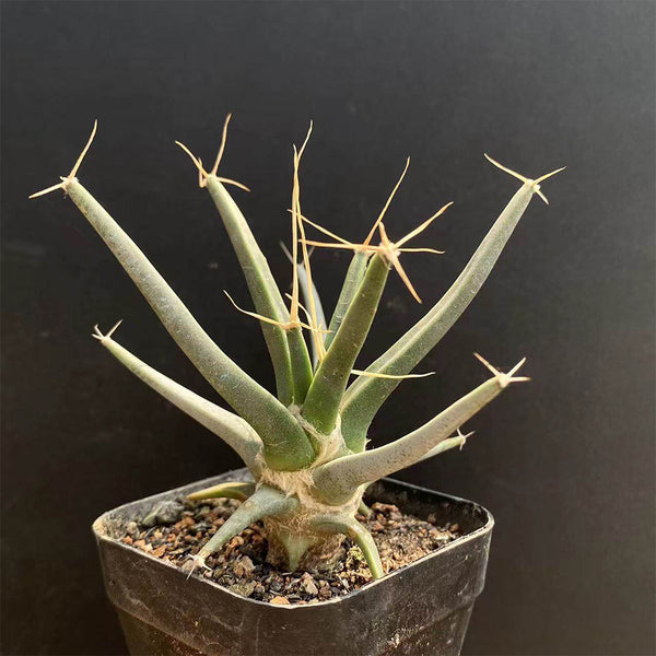 Leuchtenbergia principis, 4-5cm
