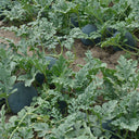 'Black Tyrant' Super-sweet Watermelon Seeds
