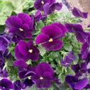 Super Bingo Series Purple Pansy Seeds, 100 Seeds