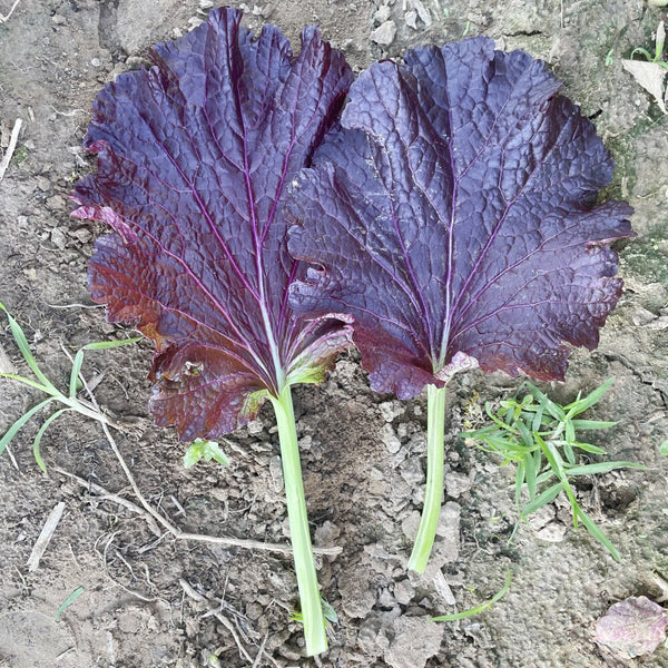 'Splendid 2099' Purple Leaf Mustard Seeds, 10g