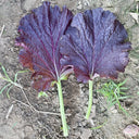 'Splendid 2099' Purple Leaf Mustard Seeds, 10g