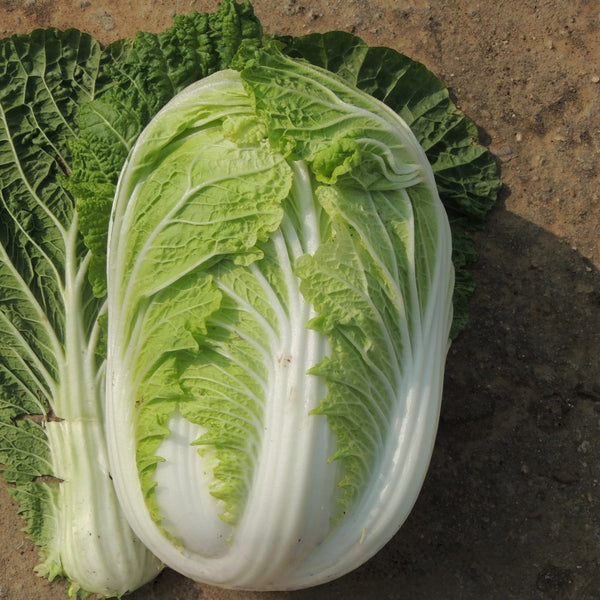 'Jiaoyan 5869' Chinese Cabbage Seeds, 10g