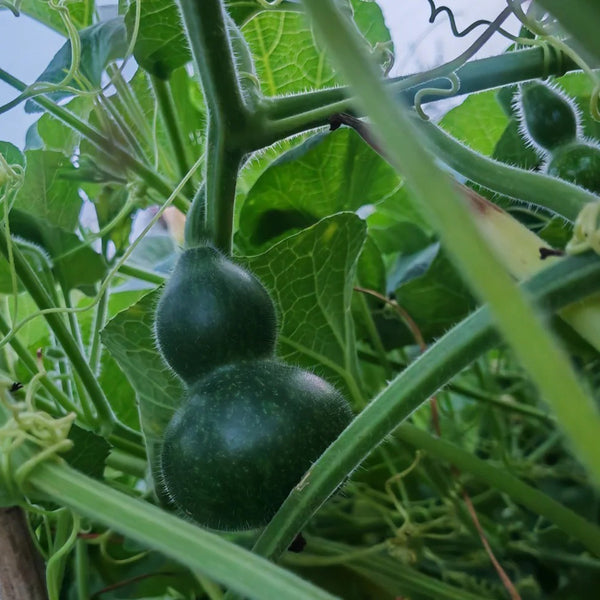 Dark Green Gourd, 5 Seeds
