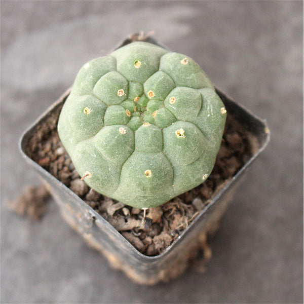 Matucana madisoniorum, 3-4cm