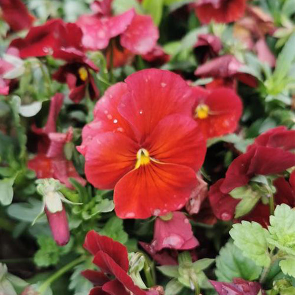 Super Bingo Series Red Pansy Seeds, 100 Seeds
