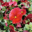Super Bingo Series Red Pansy Seeds, 100 Seeds