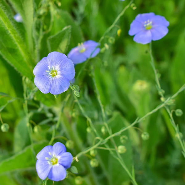 Blue Flax, 1g