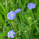 Blue Flax, 1g