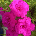 Hezhichun Rose-red Portulaca seeds, 1g