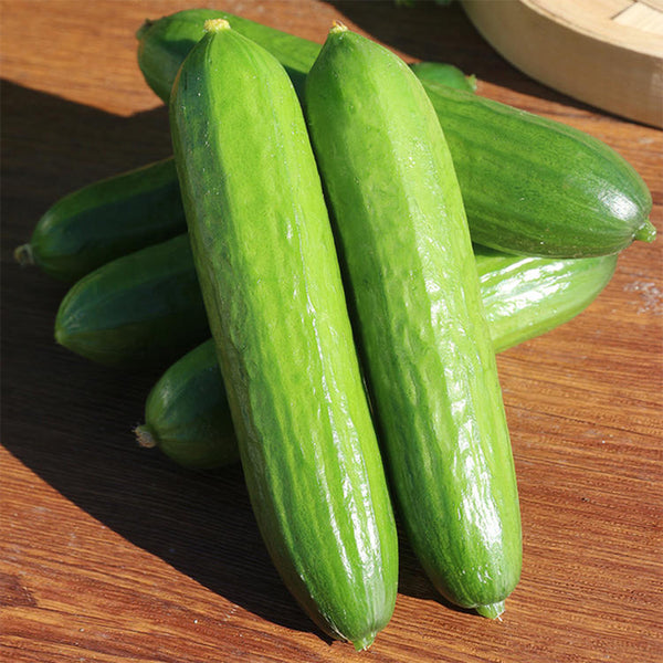 'Hemei 198' Mini Cucumber, 50 Seeds