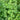 White Mini Clover, 160 Seeds