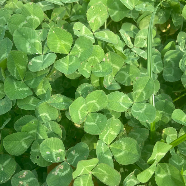 White Mini Clover, 160 Seeds
