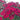 Red Sweet William Seeds, 500 Seeds