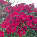Red Sweet William Seeds, 500 Seeds