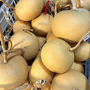 Small Apple Gourd, 10 Seeds