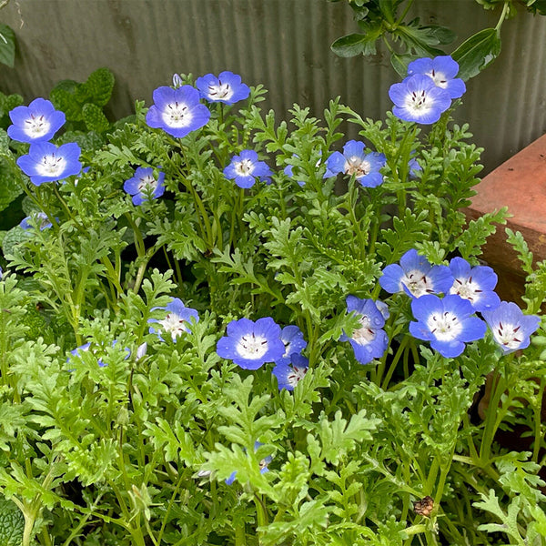 Hezhichun Baby Blue Eyes, 30 Seeds