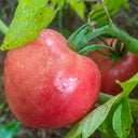 Russian Pink Oxheart Tomato Seeds, 3 Seeds