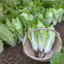 'Fushi' Fast-Growing Chinese Cabbage Seeds, 10g