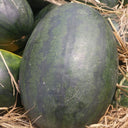 'Midnight Emperor' Black Beauty Watermelon Seeds, 10 Seeds