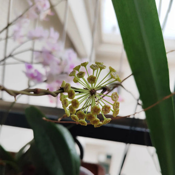 Hoya incrassata, 5 Cuttings