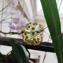 Hoya incrassata, 5 Cuttings