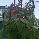 Red Love-Lies-Bleeding, 1000 Seeds