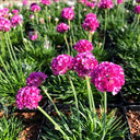 Sea Thrift Armeria Maritima, 10 Seeds