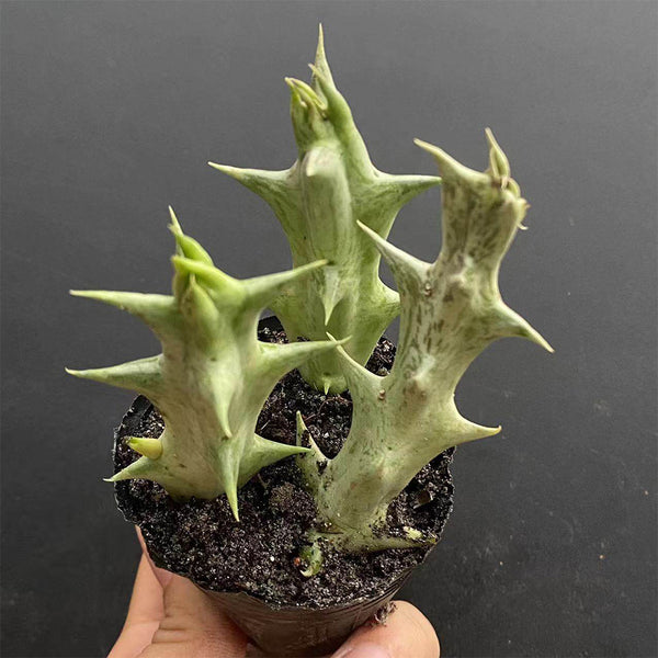 3Pcs Caralluma hesperidum, 3-4cm