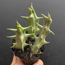 3Pcs Caralluma hesperidum, 3-4cm