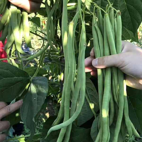 Stringless Snap Bean Seeds, 5 × 10g Bags