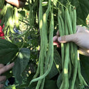 Stringless Snap Bean Seeds, 5 × 10g Bags