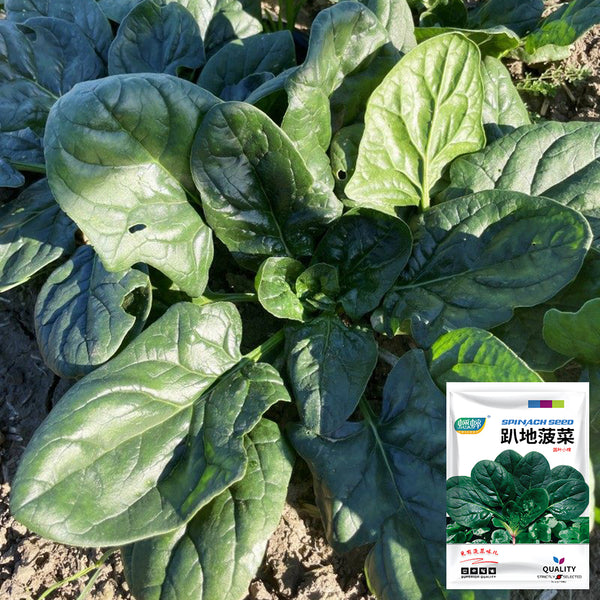 Ground-hugging Spinach Seeds, 10g