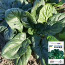 Ground-hugging Spinach Seeds, 10g