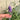Hezhichun Lavender Seeds, 1g