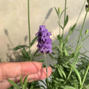 Hezhichun Lavender Seeds, 1g