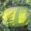 'Green Emperor' Watermelon Seeds