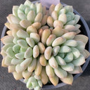 Echeveria 'Jade Ruyi', 3pcs x 1-head