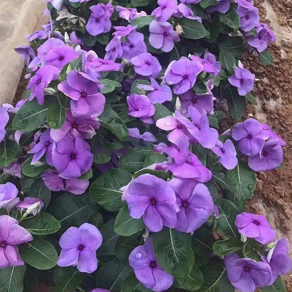 Blue Madagascar Periwinkle Seeds, 100 Seeds